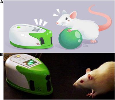 Interactive neurorobotics: Behavioral and neural dynamics of agent interactions
